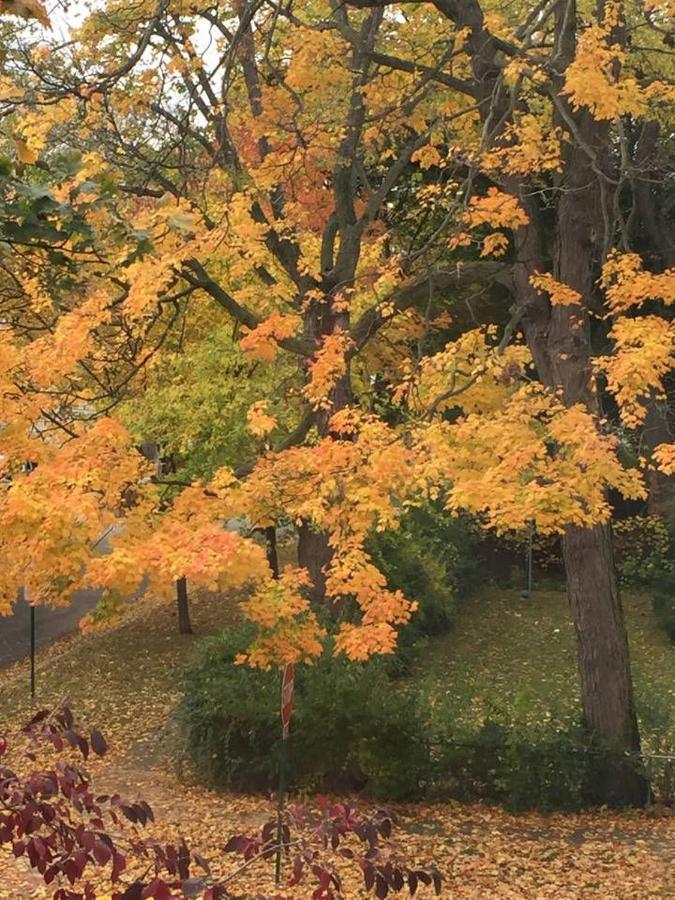 Oak Park Beauties - Tree Lined Streets - Walkable Apartman Kültér fotó